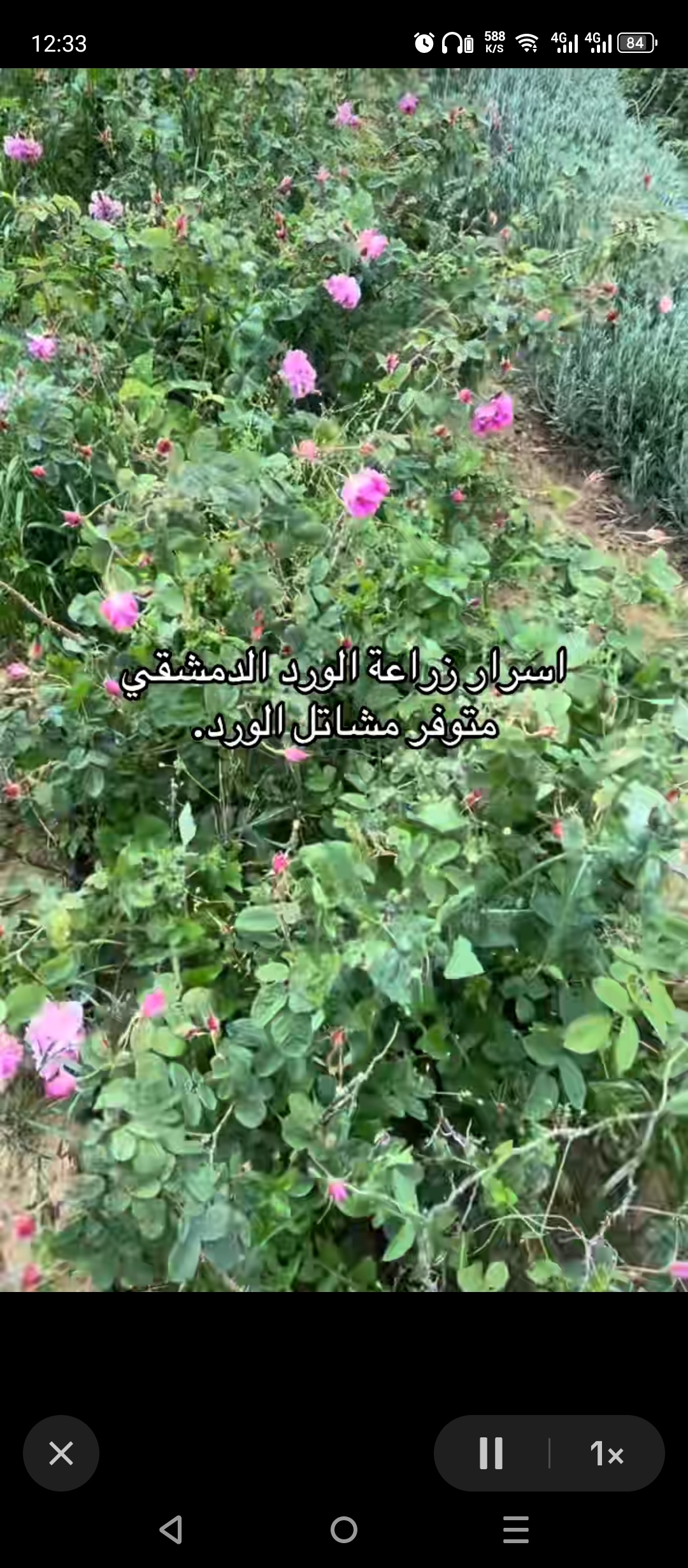 Les fleurs du capbon