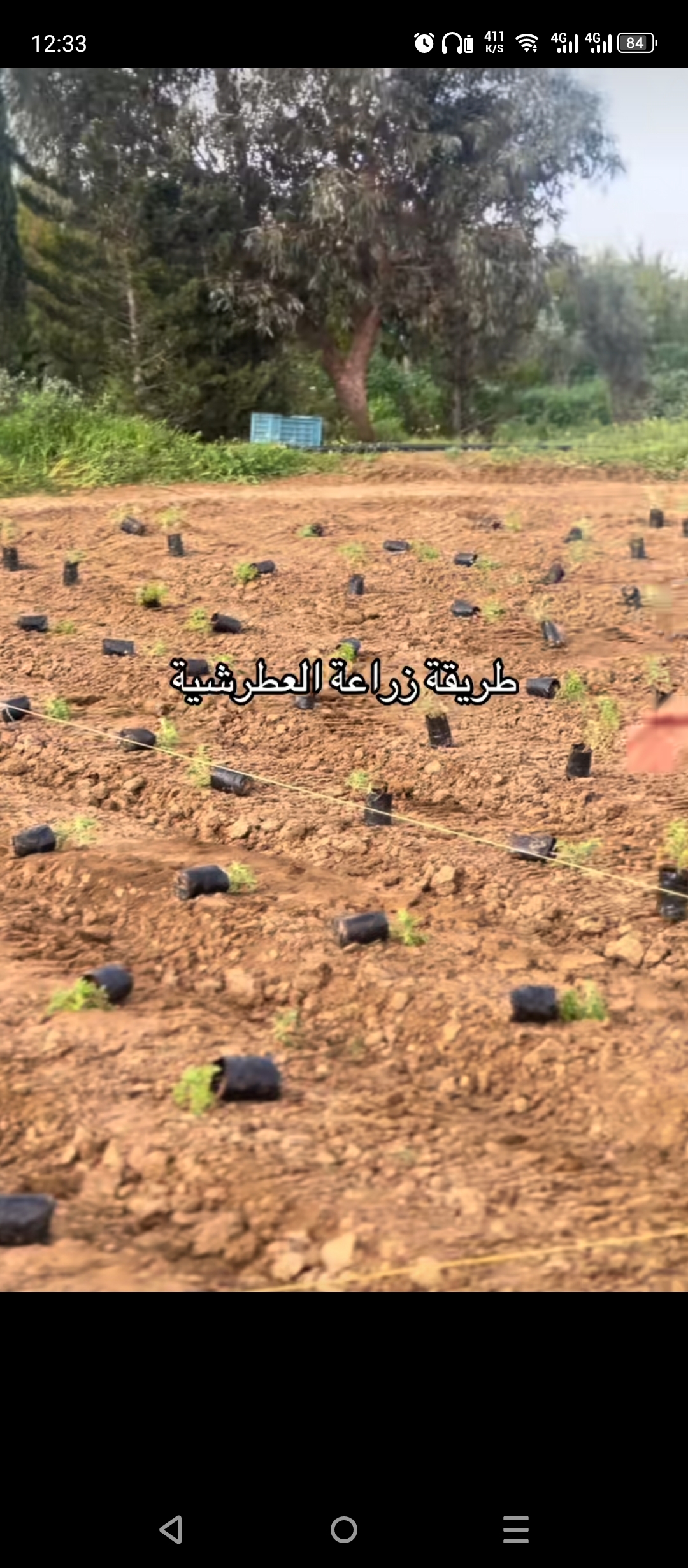 Les fleurs du capbon