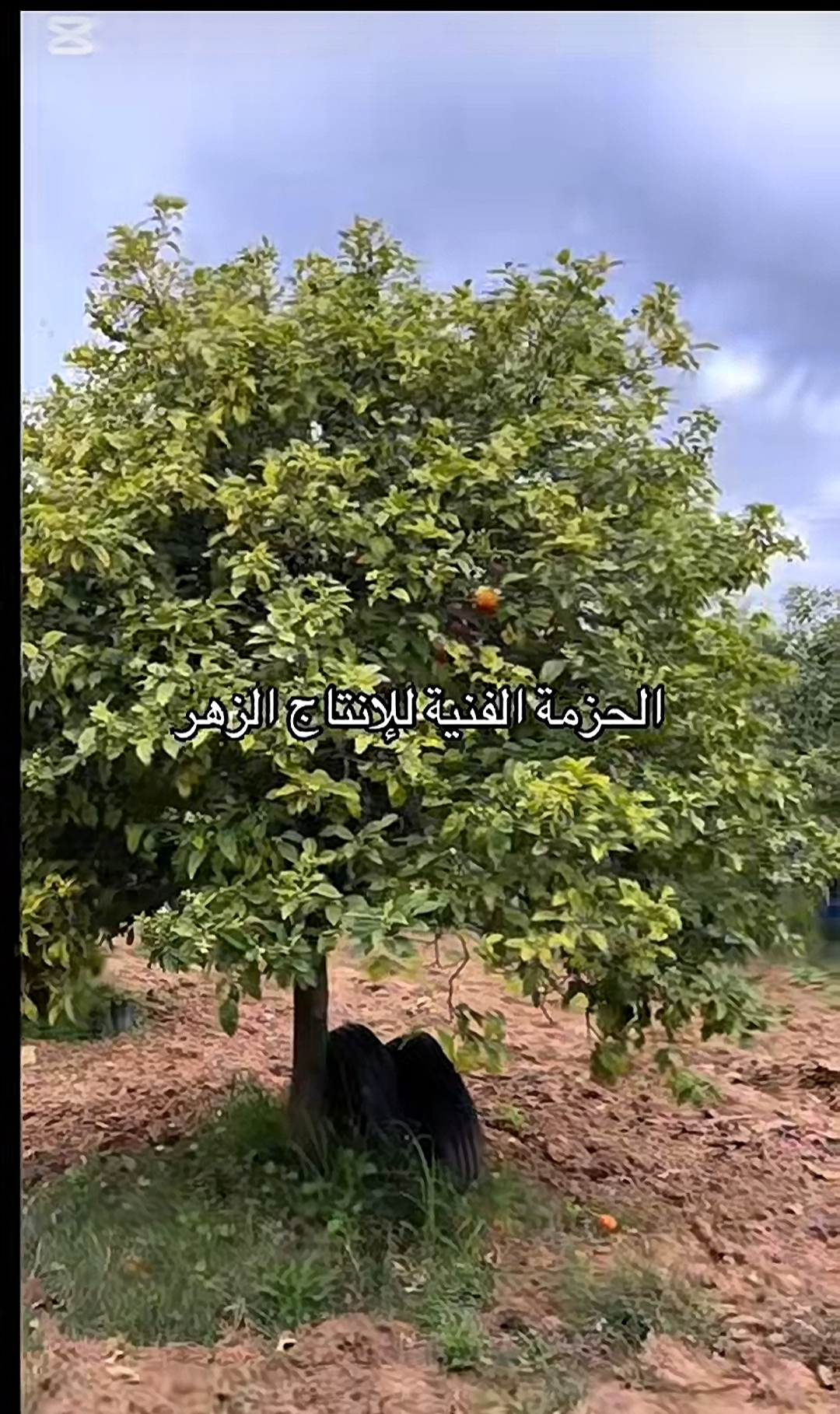 Les fleurs du capbon